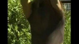 A man caresses his big dick in the hayloft, imitating a public double penetration